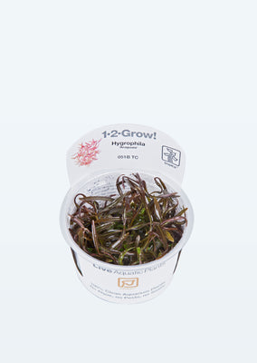 1-2-Grow! Hygrophila 'Araguaia' plant from Tropica products online in Dubai and Abu Dhabi UAE