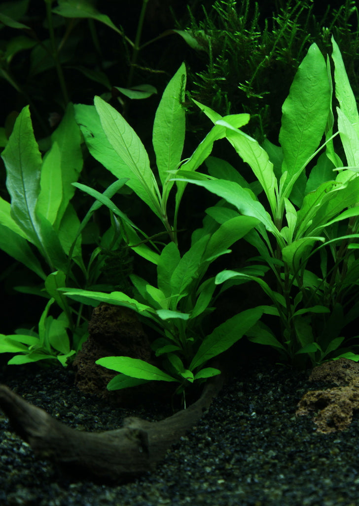 1-2-Grow! Hygrophila 'Siamensis 53B' plant from Tropica products online in Dubai and Abu Dhabi UAE