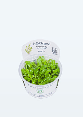 1-2-Grow! Hygrophila 'Siamensis 53B' plant from Tropica products online in Dubai and Abu Dhabi UAE