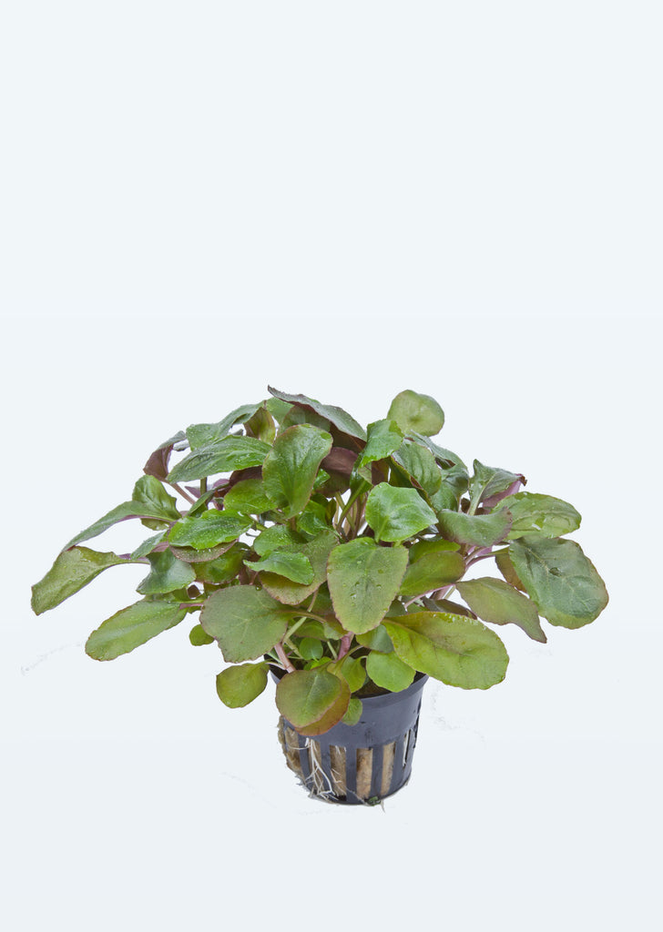 Lobelia cardinalis plant from Tropica products online in Dubai and Abu Dhabi UAE