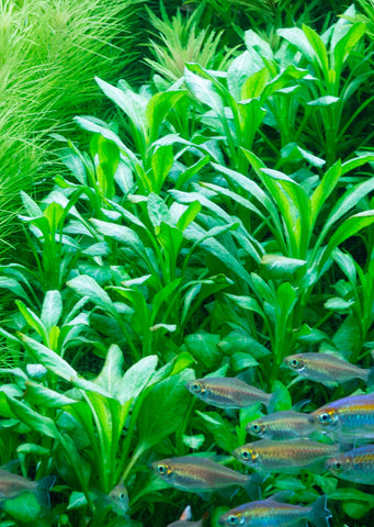 Lobelia cardinalis plant from Tropica products online in Dubai and Abu Dhabi UAE