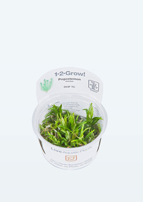 1-2-Grow! Pogostemon erectus plant from Tropica products online in Dubai and Abu Dhabi UAE
