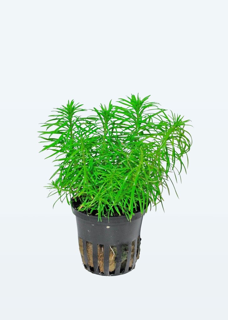 Pogostemon erectus plant from Tropica products online in Dubai and Abu Dhabi UAE