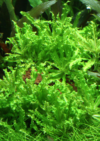 Pogostemon helferi plant from Tropica products online in Dubai and Abu Dhabi UAE