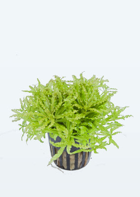 Pogostemon helferi plant from Tropica products online in Dubai and Abu Dhabi UAE