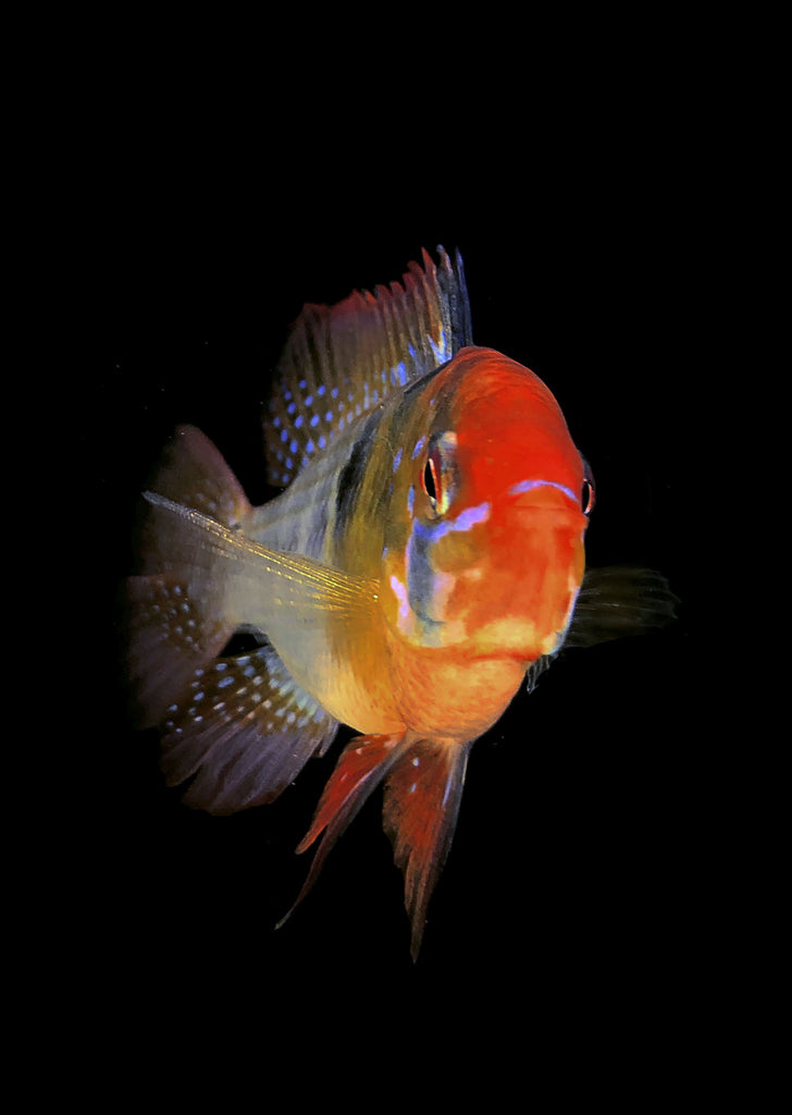 German Blue Ram (Special) tropical fish from Discus.ae products online in Dubai and Abu Dhabi UAE