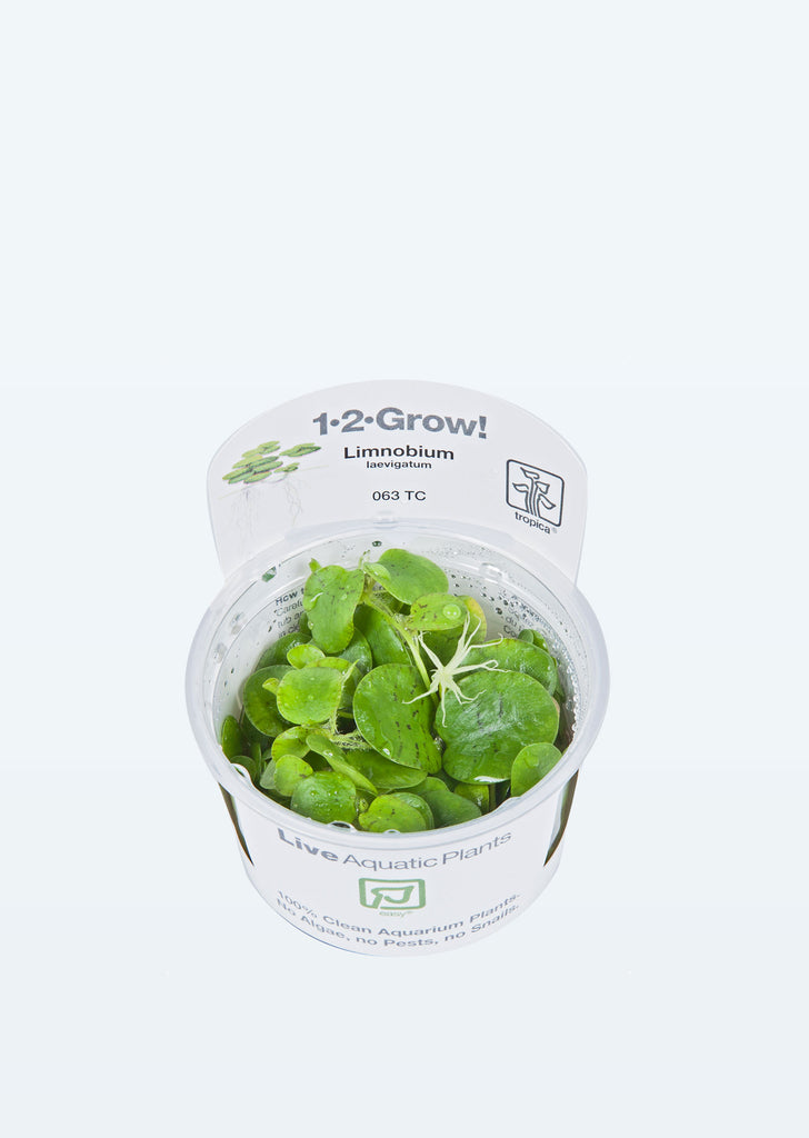 1-2-Grow! Limnobium laevigatum plant from Tropica products online in Dubai and Abu Dhabi UAE