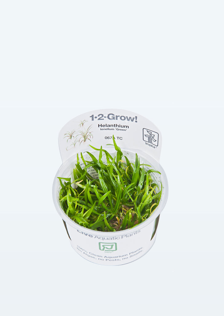 1-2-Grow! Helanthium tenellum 'Green' plant from Tropica products online in Dubai and Abu Dhabi UAE