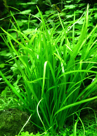 1-2-Grow! Helanthium tenellum 'Green' plant from Tropica products online in Dubai and Abu Dhabi UAE