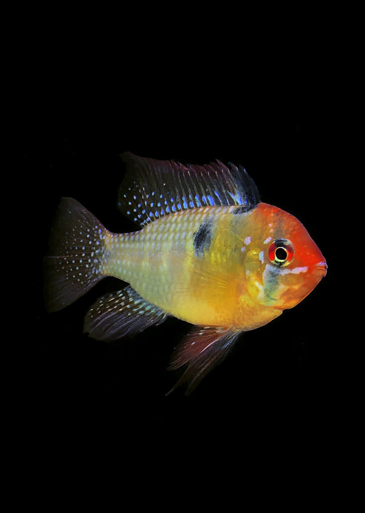 German Blue Ram (Special) tropical fish from Discus.ae products online in Dubai and Abu Dhabi UAE