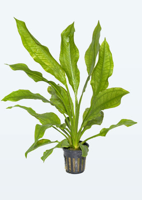 Echinodorus 'Bleherae' plant from Tropica products online in Dubai and Abu Dhabi UAE