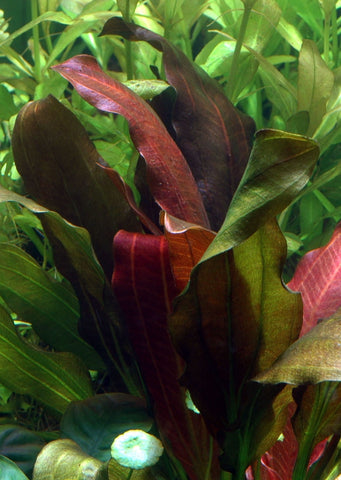 Echinodorus 'Barthii' plant from Tropica products online in Dubai and Abu Dhabi UAE