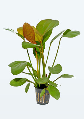 Echinodorus 'Barthii' plant from Tropica products online in Dubai and Abu Dhabi UAE