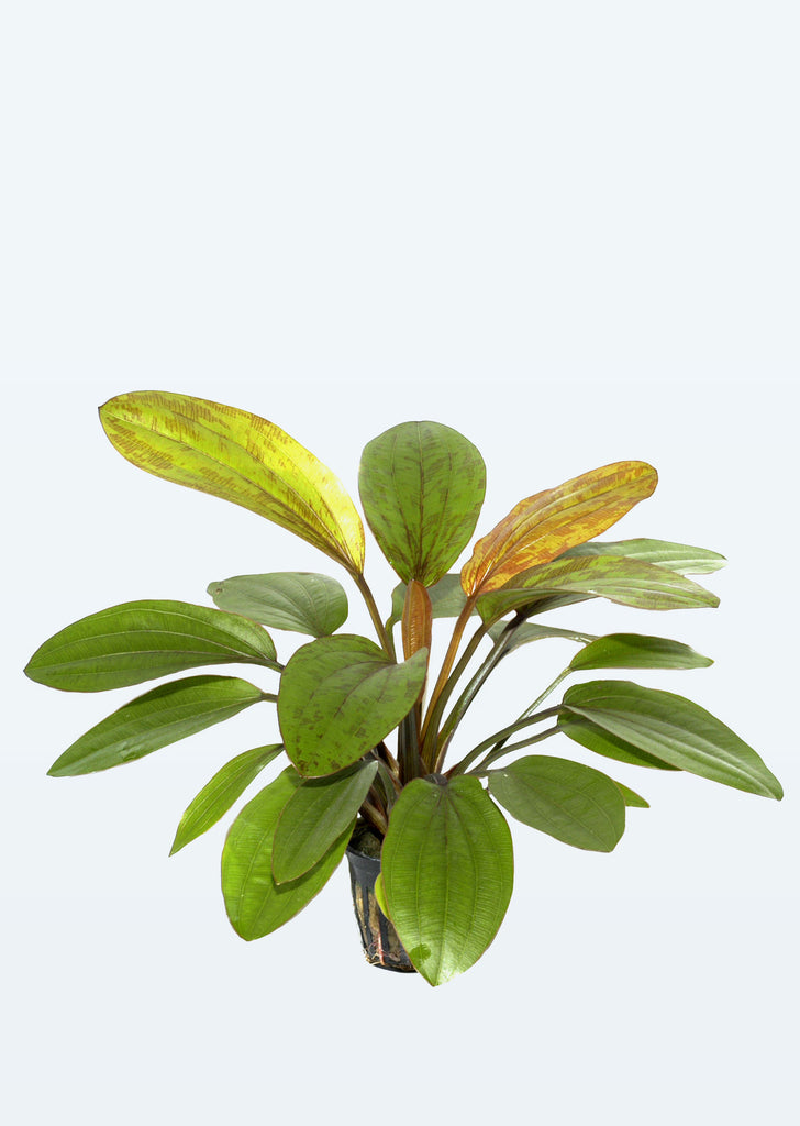Echinodorus 'Rosé' plant from Tropica products online in Dubai and Abu Dhabi UAE