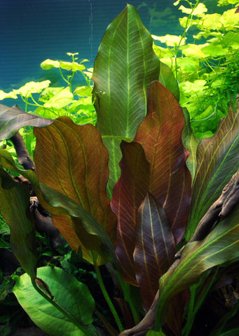 Echinodorus 'Reni' plant from Tropica products online in Dubai and Abu Dhabi UAE