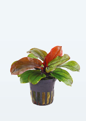 Echinodorus 'Reni' plant from Tropica products online in Dubai and Abu Dhabi UAE