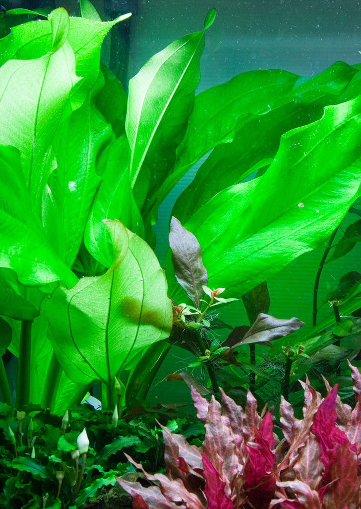 Echinodorus cordifolius 'Fluitans' plant from Tropica products online in Dubai and Abu Dhabi UAE