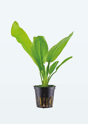 Echinodorus cordifolius 'Fluitans' plant from Tropica products online in Dubai and Abu Dhabi UAE