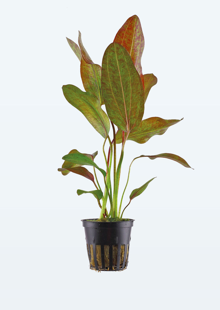 Echinodorus 'Ozelot' plant from Tropica products online in Dubai and Abu Dhabi UAE