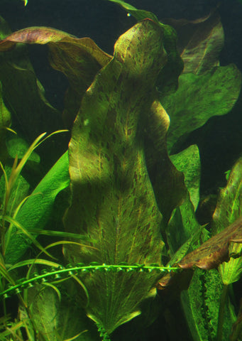Echinodorus 'Ozelot' plant from Tropica products online in Dubai and Abu Dhabi UAE