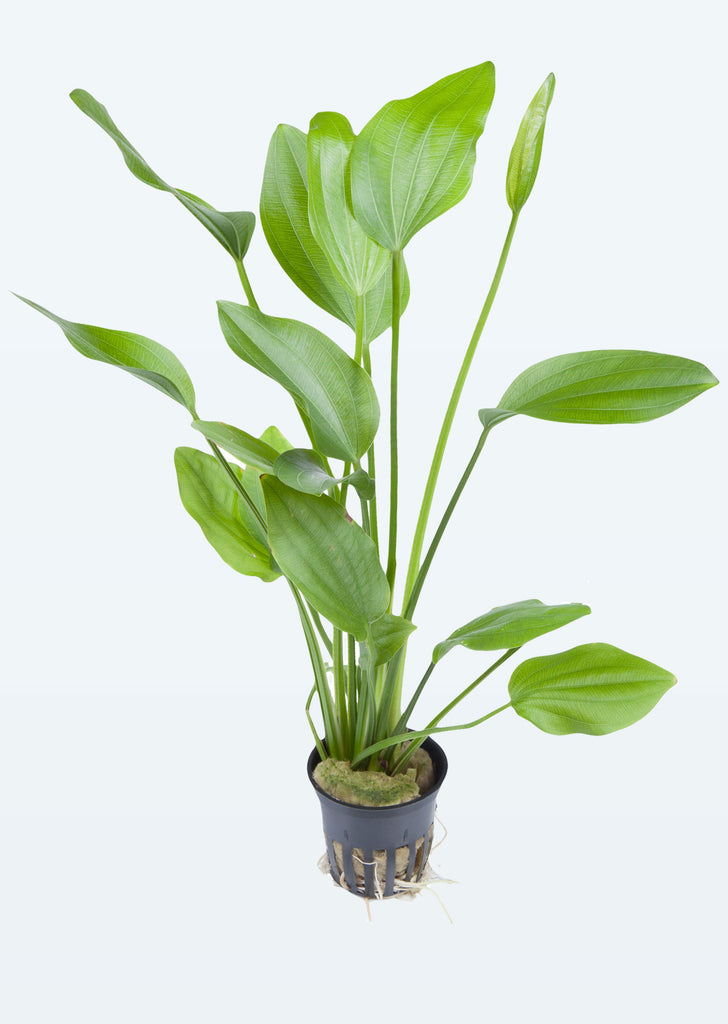 Echinodorus palaefolius plant from Tropica products online in Dubai and Abu Dhabi UAE