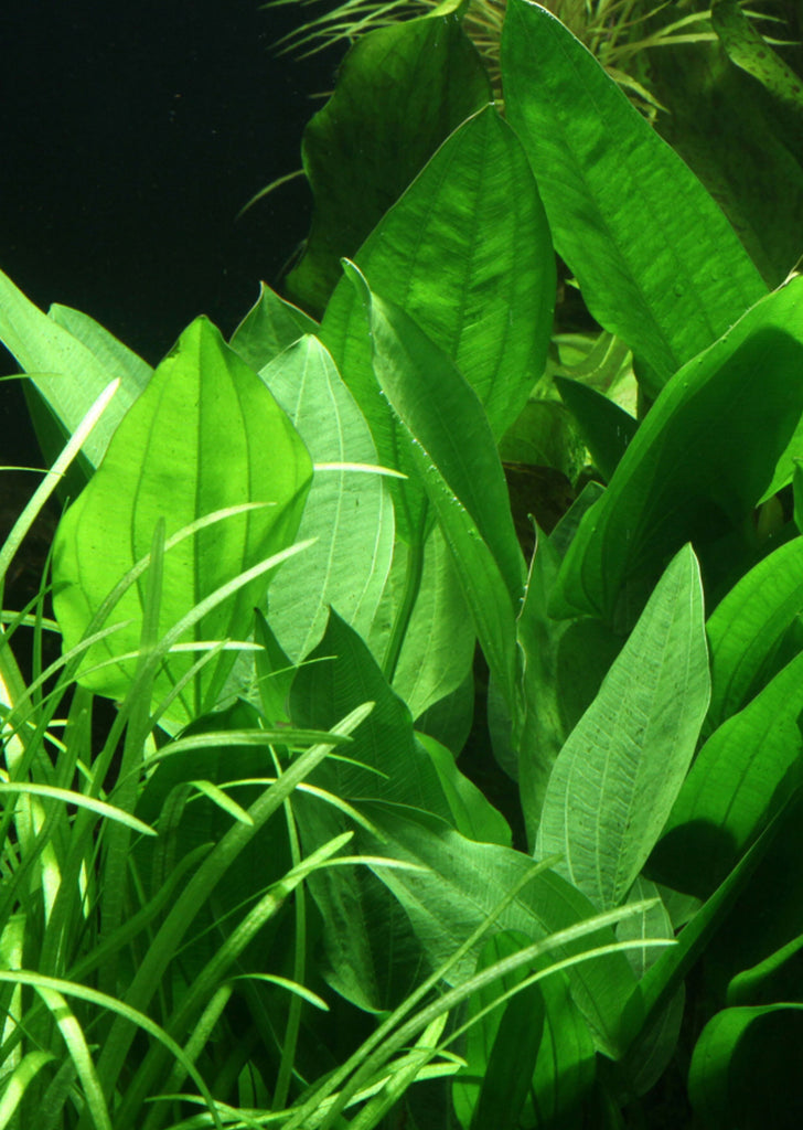 Echinodorus palaefolius plant from Tropica products online in Dubai and Abu Dhabi UAE