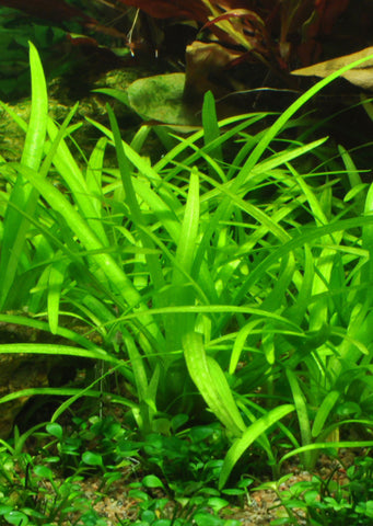 1-2-Grow! Sagittaria subulata plant from Tropica products online in Dubai and Abu Dhabi UAE