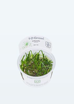 1-2-Grow! Littorella uniflora plant from Tropica products online in Dubai and Abu Dhabi UAE