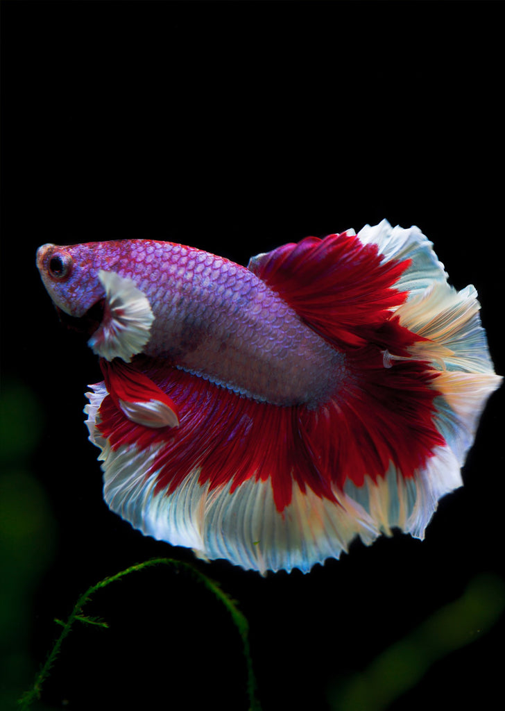 BETTA Magenta Butterfly Dumbo-Ear Halfmoon tropical fish from Discus.ae products online in Dubai and Abu Dhabi UAE