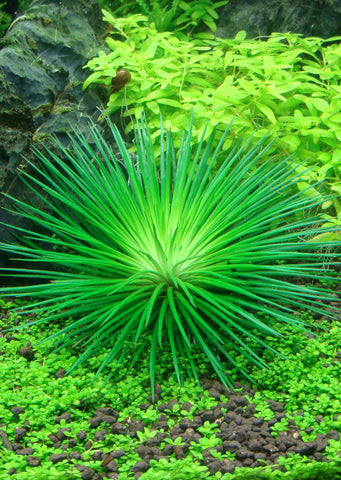 1-2-Grow! Eriocaulon cinereum plant from Tropica products online in Dubai and Abu Dhabi UAE