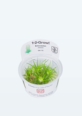 1-2-Grow! Eriocaulon cinereum plant from Tropica products online in Dubai and Abu Dhabi UAE