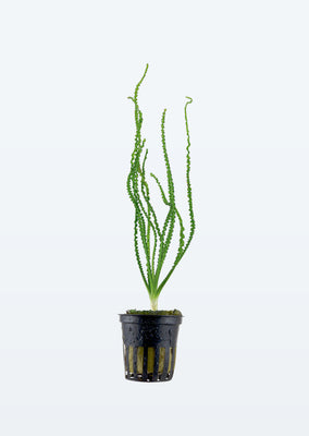 Crinum calamistratum plant from Tropica products online in Dubai and Abu Dhabi UAE