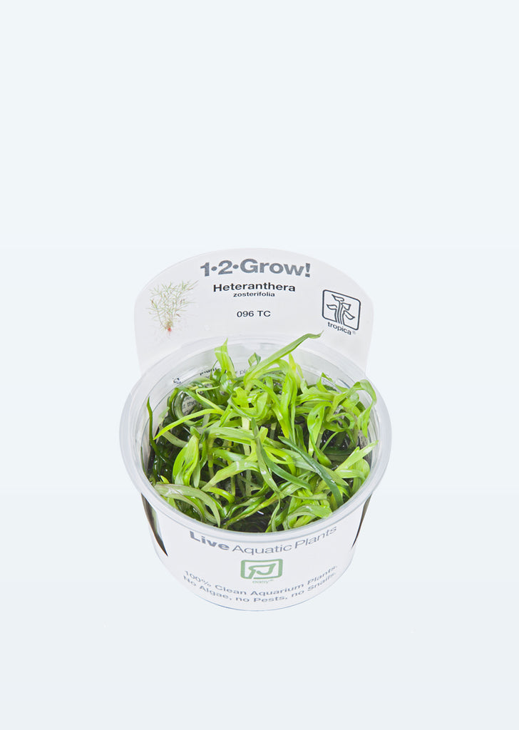 1-2-Grow! Heteranthera zosterifolia plant from Tropica products online in Dubai and Abu Dhabi UAE