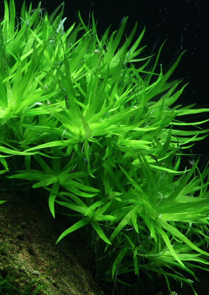 1-2-Grow! Heteranthera zosterifolia plant from Tropica products online in Dubai and Abu Dhabi UAE