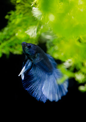 BETTA Blue Halfmoon