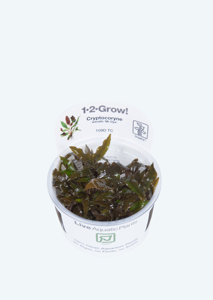 1-2-Grow! Cryptocoryne 'Mi Oya'