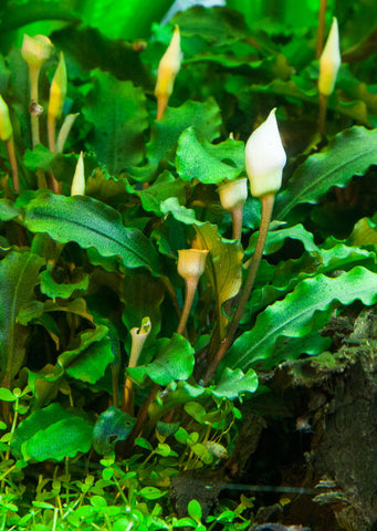 1-2-Grow! Bucephalandra pygmaea
