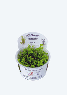 1-2-Grow! Hemianthus micranthemoides