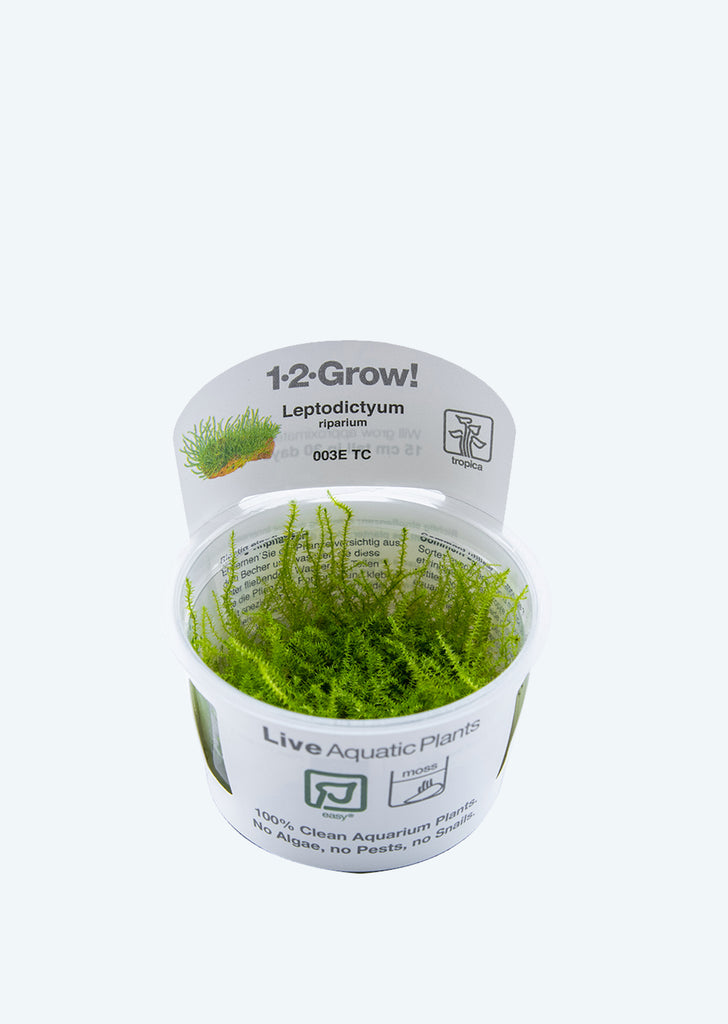 1-2-Grow! Leptodictyum riparium