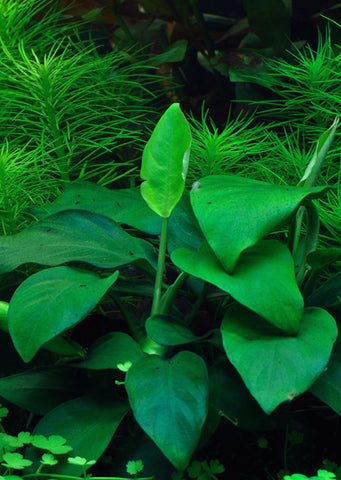 1-2-Grow! Anubias barteri nana