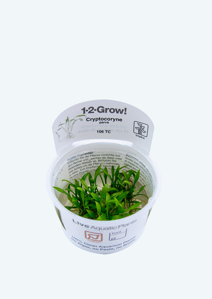 1-2-Grow! Cryptocoryne parva