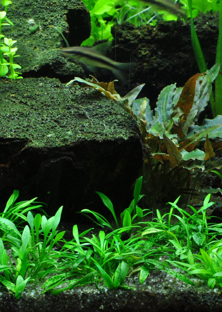 1-2-Grow! Cryptocoryne parva