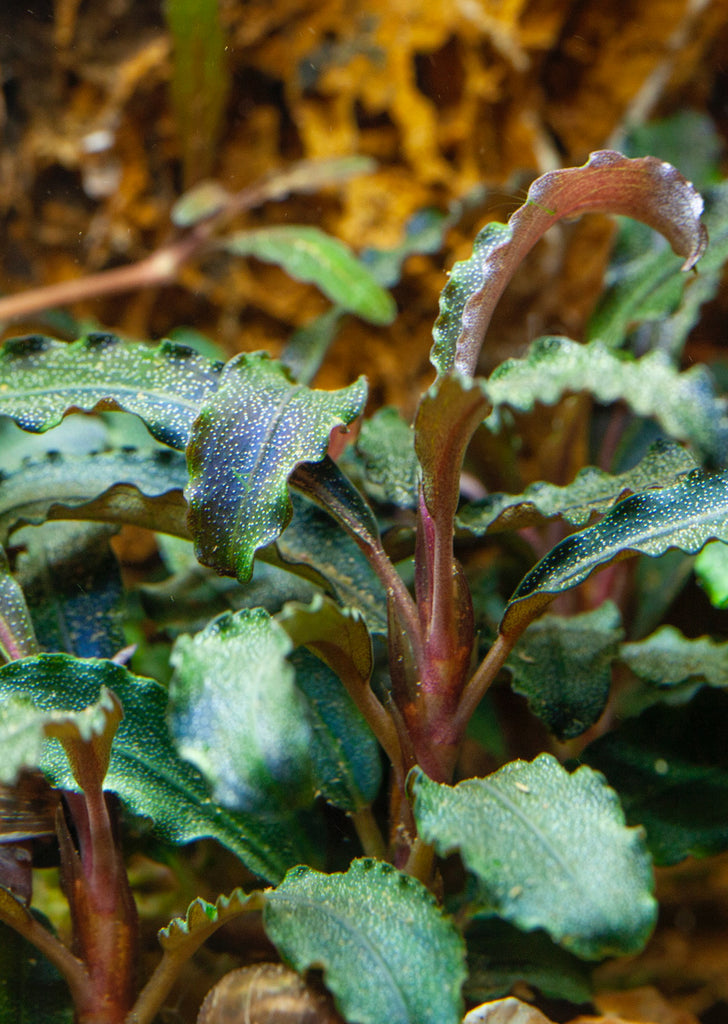 1-2-Grow! Bucephalandra 'Kedagang'