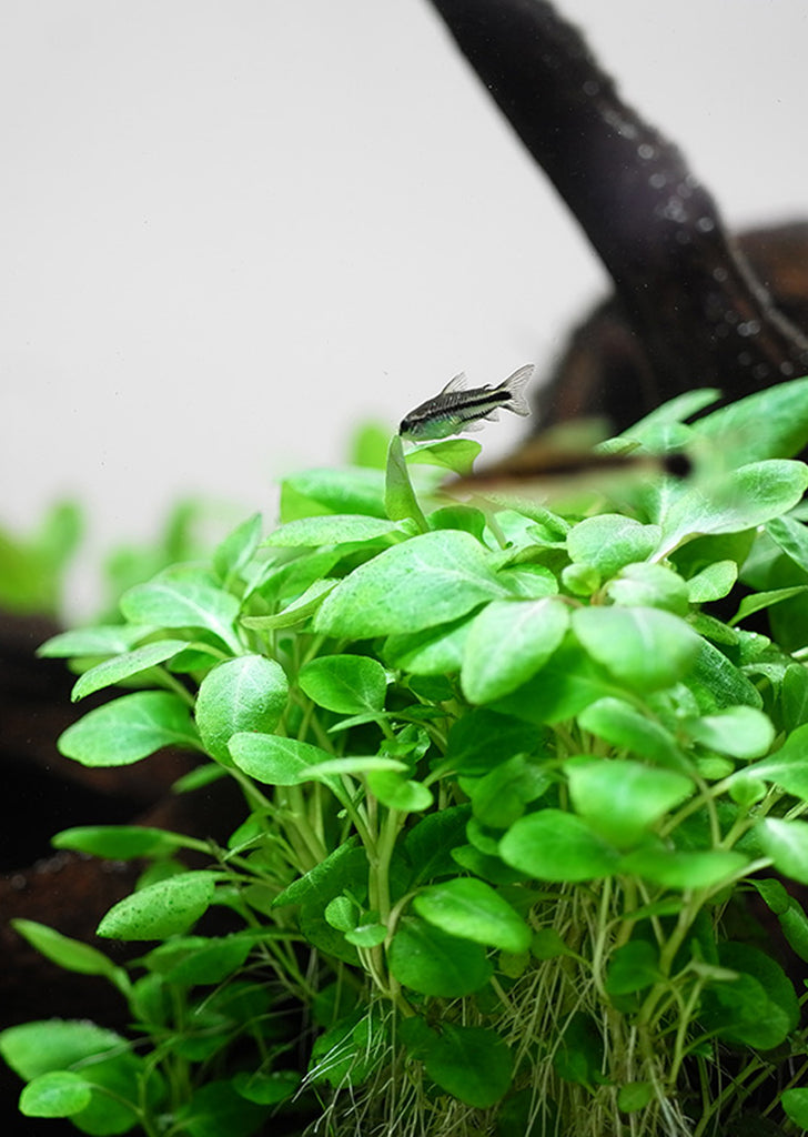 1-2-Grow! Lobelia cardinalis 'Mini'