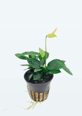Anubias barteri var. nana plant from Tropica products online in Dubai and Abu Dhabi UAE