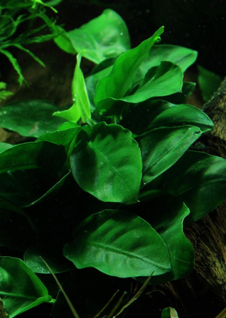 Anubias barteri var. nana plant from Tropica products online in Dubai and Abu Dhabi UAE