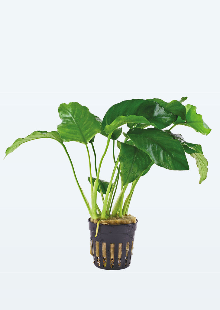 Anubias barteri var. barteri plant from Tropica products online in Dubai and Abu Dhabi UAE