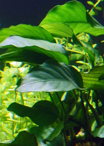 Anubias barteri var. barteri plant from Tropica products online in Dubai and Abu Dhabi UAE