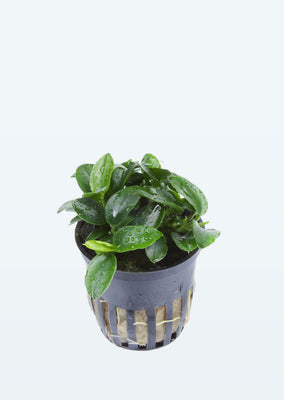 Anubias 'Petite' plant from Tropica products online in Dubai and Abu Dhabi UAE