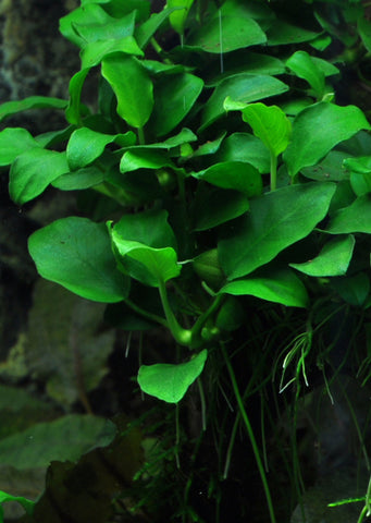 Anubias 'Petite' plant from Tropica products online in Dubai and Abu Dhabi UAE